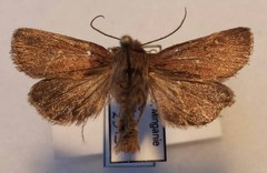 Hypocoena basistriga