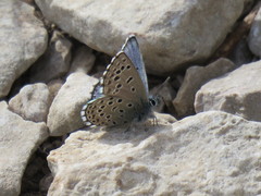 Pseudophilotes panoptes