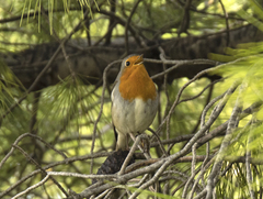 Erithacus rubecula