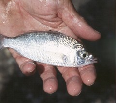 Eucinostomus harengulus