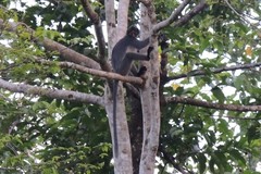 Sabah Grizzled Langur photo 2