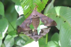 Daphnusa ocellaris