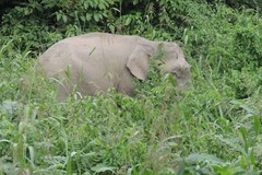 Elephas maximus borneensis