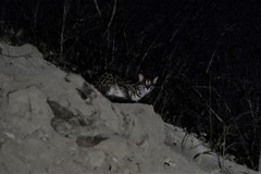 Prionailurus javanensis sumatranus