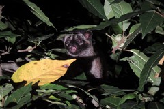 Paradoxurus philippinensis