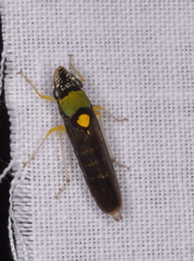 Acrogonia flavoscutellata