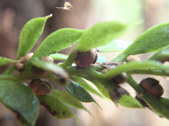 Tmesipteris lanceolata