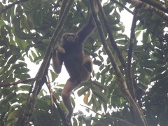 Hylobates funereus