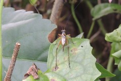 Nisitrus