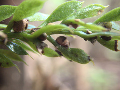 Tmesipteris lanceolata