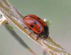 Gonioctena variabilis