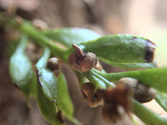 Tmesipteris lanceolata