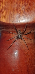 Xeropigo
