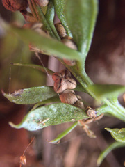 Tmesipteris lanceolata