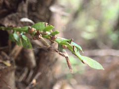 Tmesipteris lanceolata