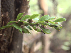 Tmesipteris lanceolata