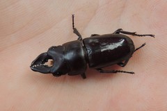 Prosopocoilus