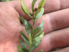 Tmesipteris sigmatifolia
