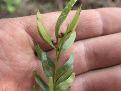 Tmesipteris sigmatifolia