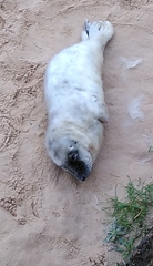 Halichoerus grypus atlantica