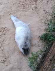 Halichoerus grypus atlantica