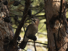 Garrulus glandarius graecus