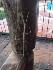 Cladomorphus trimariensis