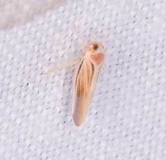 Omolicna