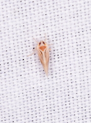 Omolicna