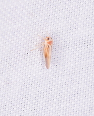 Omolicna