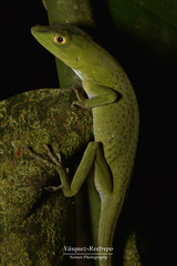 Anolis limon
