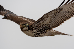 Buteo jamaicensis