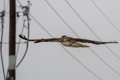 Buteo jamaicensis