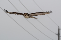 Buteo jamaicensis