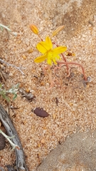 Bulbine torta