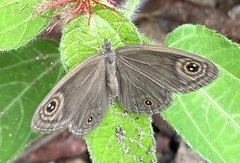 Coenyropsis bera