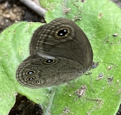 Coenyropsis bera