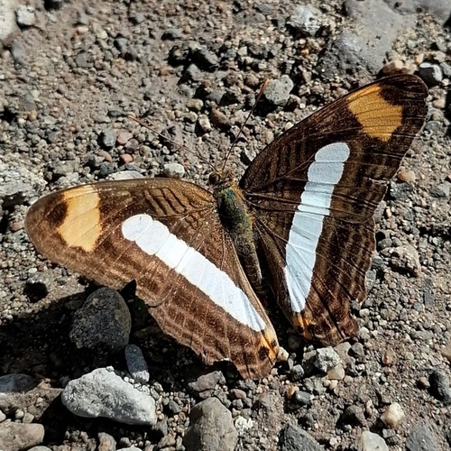 Iphicleola Sister