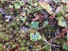 Sedum spathulifolium