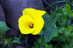 Zantedeschia pentlandii