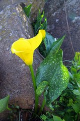 Zantedeschia pentlandii