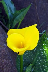Zantedeschia pentlandii