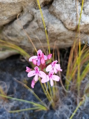 Disa vaginata