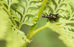 Scolopterus penicillatus