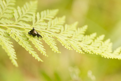 Scolopterus penicillatus