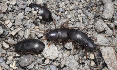 Catomus consentaneus