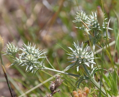 Eryngium nudicaule