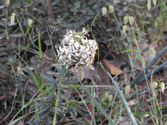 Olearia myrsinoides