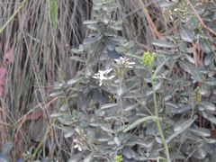 Olearia myrsinoides