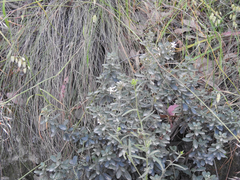 Olearia myrsinoides